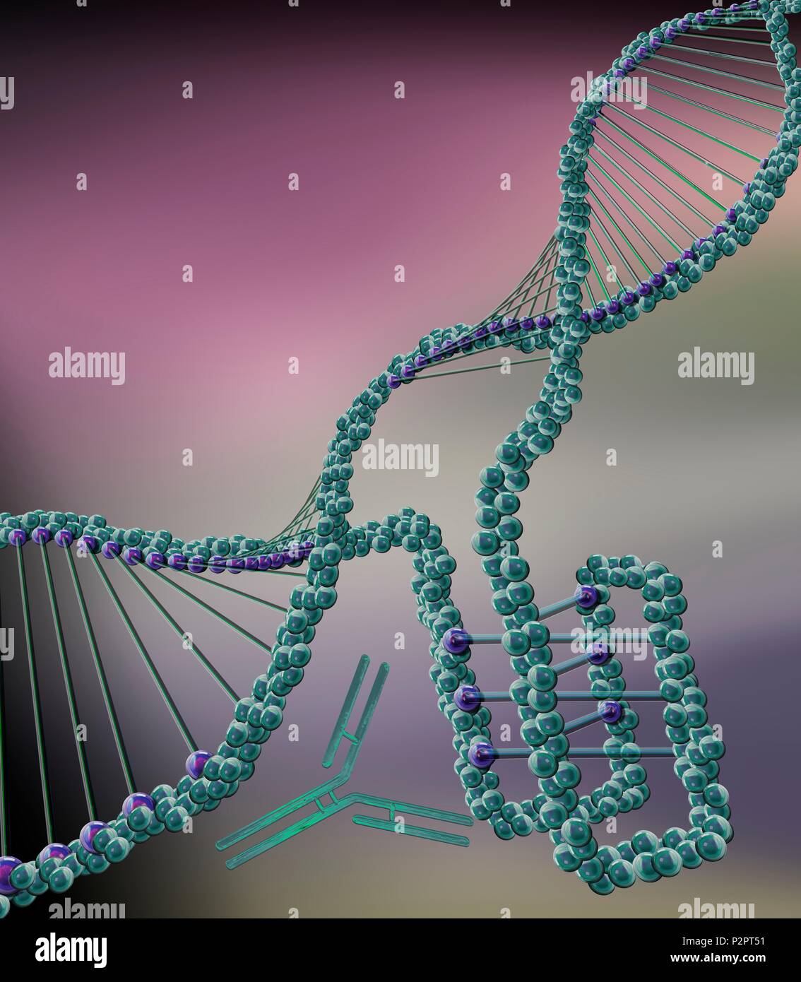 I-Motiv DNA-Struktur (unten rechts), computer Abbildung. Die intercalated Motiv (i-Motif) Struktur ist ein vier Litzen Knoten der DNA (Desoxyribonukleinsäure), Cytosin Formen-reichen Regionen eines DNA-Moleküls. Cytosin ist eine der vier Basen der DNA. Bei der Bildung einer Doppelhelix, cytosin Anleihen nur mit Guanin. Aber ich-motif Strukturen zwei cytosin Basen Bindung zueinander. Diese Strukturen wurden zuerst in menschlichen Zellen im Jahr 2018, als ein Antikörper (Y-förmige Molekül) wurde festgestellt, dass sie erkennt. i-Motiv Strukturen gedacht werden, um eine regulatorische Rolle im Genom zu gesehen haben. Stockfoto