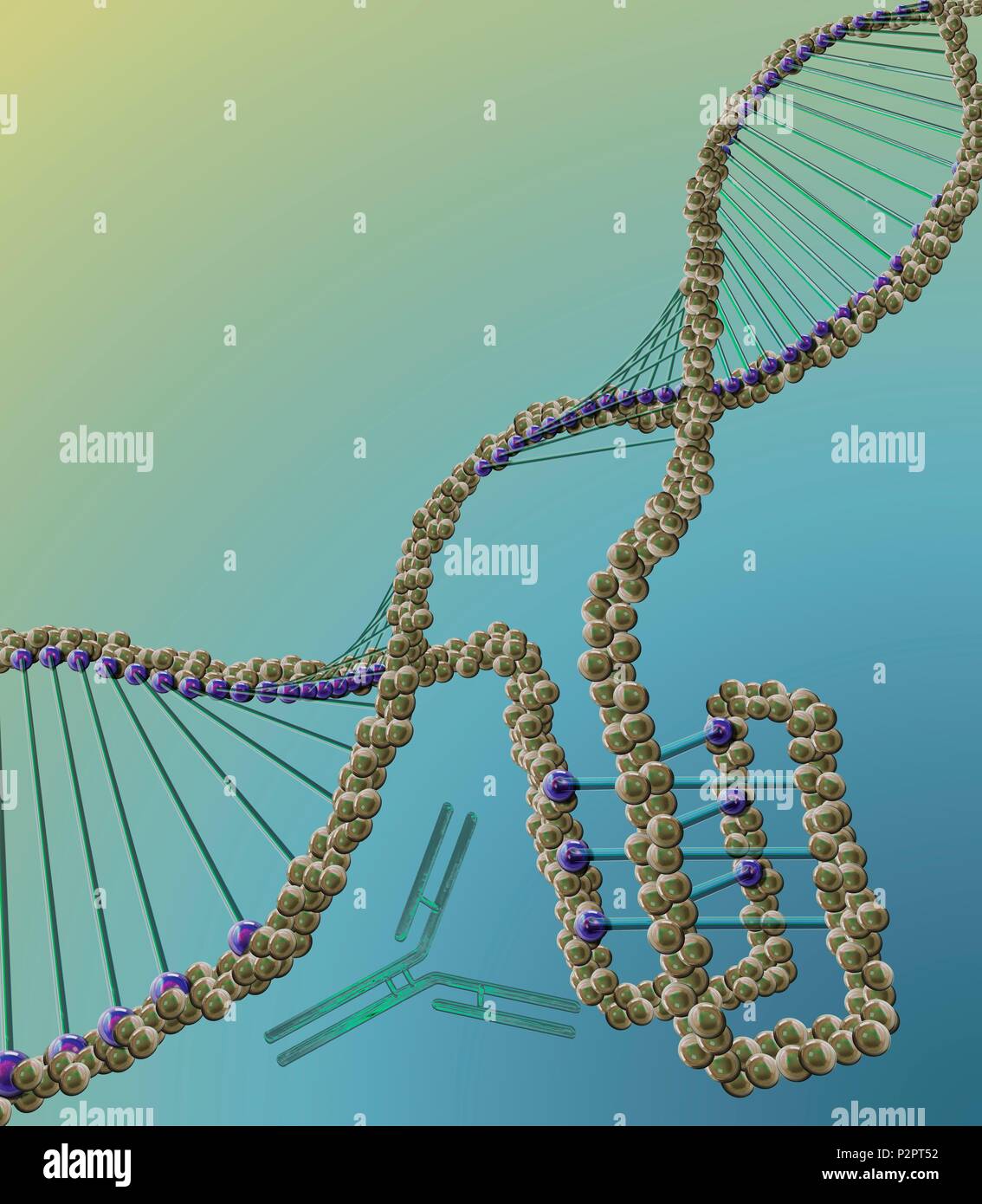 I-Motiv DNA-Struktur (unten rechts), computer Abbildung. Die intercalated Motiv (i-Motif) Struktur ist ein vier Litzen Knoten der DNA (Desoxyribonukleinsäure), Cytosin Formen-reichen Regionen eines DNA-Moleküls. Cytosin ist eine der vier Basen der DNA. Bei der Bildung einer Doppelhelix, cytosin Anleihen nur mit Guanin. Aber ich-motif Strukturen zwei cytosin Basen Bindung zueinander. Diese Strukturen wurden zuerst in menschlichen Zellen im Jahr 2018, als ein Antikörper (Y-förmige Molekül) wurde festgestellt, dass sie erkennt. i-Motiv Strukturen gedacht werden, um eine regulatorische Rolle im Genom zu gesehen haben. Stockfoto