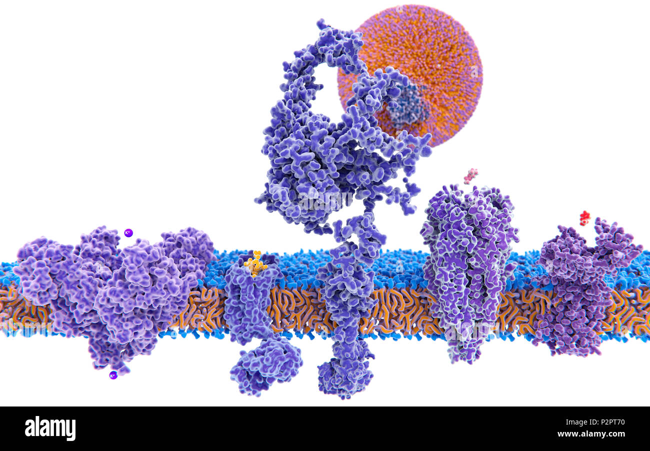 Transmembranproteine. Abbildung: Fünf transmembrane Proteine mit ihren Liganden (von links nach rechts): ein kaliumkanal, ein Delta-Opioidrezeptor, ein LDL (Low Density Lipoprotein)-Rezeptor, ein Acetylcholin Rezeptor, und eine Histamin-Rezeptor. Jeder Kanal oder Rezeptor ist mit seinen zugehörigen Liganden: Kalium ion (purpurrote Kugel), ein endorphin Molekül, ein LDL droplet (Sphärisch lipid Teilchen), ein Molekül, Acetylcholin und Histamin Molekül gezeigt. Sie sind alle gezeigten eingebettet in die Lipiddoppelschicht der Zellmembran (orange und blau). Stockfoto