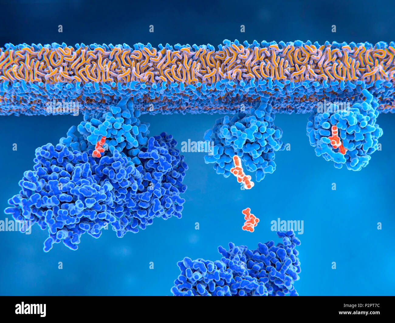 Die Aktivierung des Ras-Protein, Illustration. Eine inaktive ras-Protein (Hellblau, oben links) hat einen GEF (Guanin Nukleotid exchange Faktor, dunkelblau) Protein gebunden. GEF stimuliert die Freisetzung des BIP (Guanin Diphosphat, orange) von Ras-Bindungsstelle (Mitte). Dies ermöglicht ein GTP-Molekül (Guanin Triphosphat, orange) zu binden, Ras, verändert es sich in die aktive Form (oben rechts). Ras Proteine sind in der Übertragung von Signalen in Zellen beteiligt, Einschalten von Genen, die das Zellwachstum, Differenzierung und das Überleben. Mutationen in RAS-Gene können dazu führen, dass dauerhaft aktiviert Proteine verursacht Stockfoto