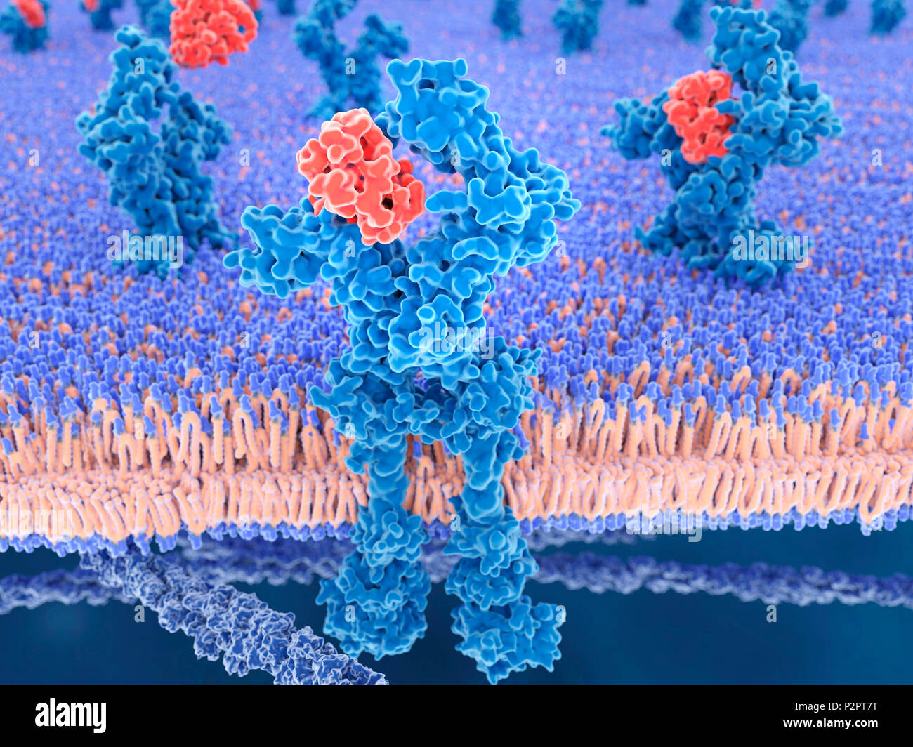 Interleukin 13 (rot) Bindung an seinen Rezeptor (blau), Illustration. Interleukin 13 (IL-13) ist ein Zytokin, das spielt eine zentrale Rolle bei der Steuerung der biochemischen und physiologischen Prozesse, wie z. B. die Synthese von Immunglobulin E (IgE) und das hypersecretion Schleimproduktion. Als Mediator der allergischen Entzündung es in den Antworten auf verschiedene Krankheiten wie Asthma beteiligt ist. Der Rezeptor gezeigt, eingebettet in eine Zellmembran (blau und orange). Stockfoto