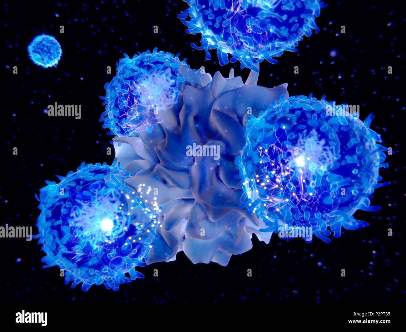 T-Zellen und dendritischen Zellen interagieren. Abbildung einer dendritischen Zelle (Hellblau, Mitte) Interaktion mit T-Zellen (hell blau, rund). Beide Zellen sind Komponenten des Immunsystems des Körpers. Dendritische Zellen sind Antigen-präsentierenden Zellen (APCs), das heißt, sie Krankheitserreger oder körperfremde Moleküle (Antigene) an andere Zellen des Immunsystems, die beseitigt werden muss. T-Zellen sind durch dendritische Zellen aktiviert eine Immunantwort zu bewirken. Stockfoto