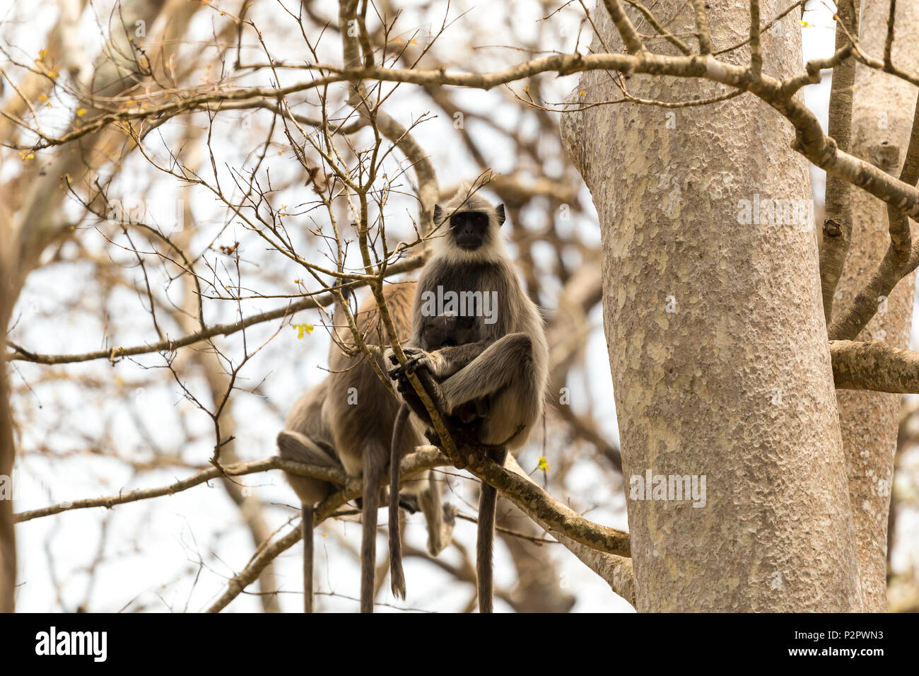 Reihe von Weibchen Grau langurs oder Hanuman - Semnopithecus dussumieri langurs - Pflege für ihre Babys, die in ihrer natürlichen Umgebung, Wald von Bandipur N Stockfoto