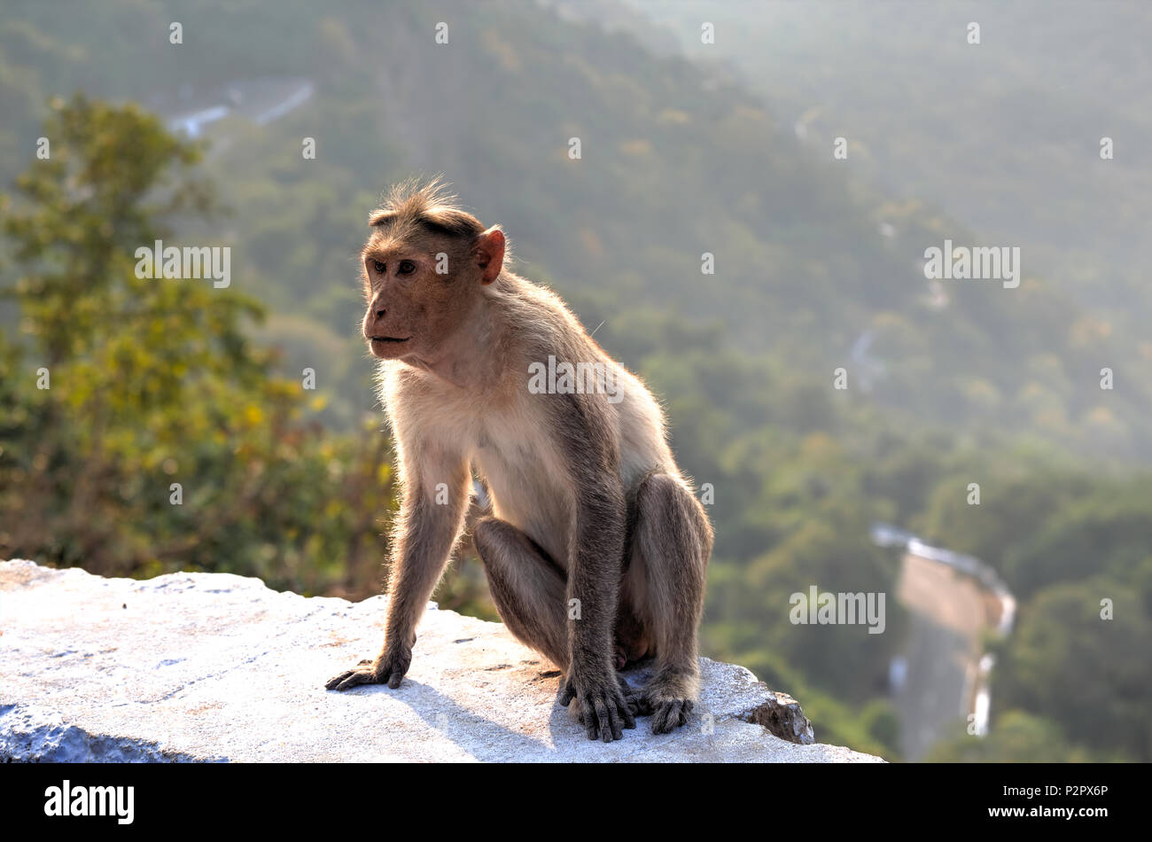 Die Bonnet macaque sind endemisch in Südindien, die Lebensräume einschließlich Evergreen hohen Wald und trockenen Laubwald der westlichen Ghat Berge in Stockfoto