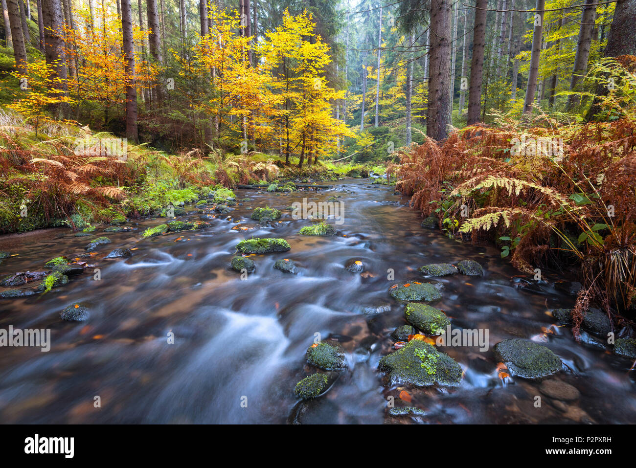 Herbst, Khaa Tal, Kirnitzsch, Fluss, das Tal, Böhmische Schweiz, Elbsandsteingebirge, Deutschland, Europa Stockfoto