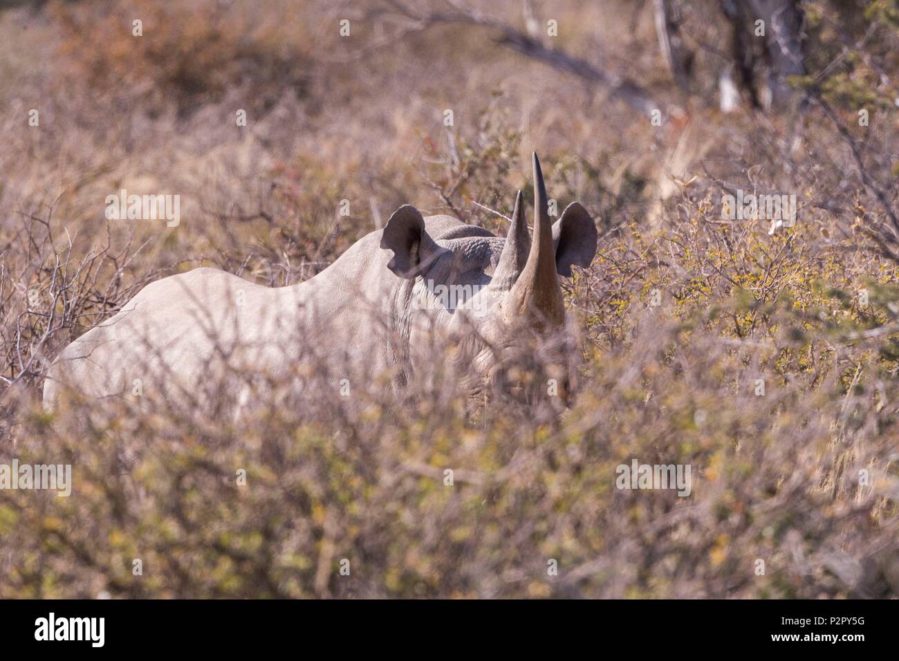 Südafrika, Kalahari Wüste, Schwarze Nashorn oder Haken Nashörner (Diceros bicornis), Mutter und junge Stockfoto