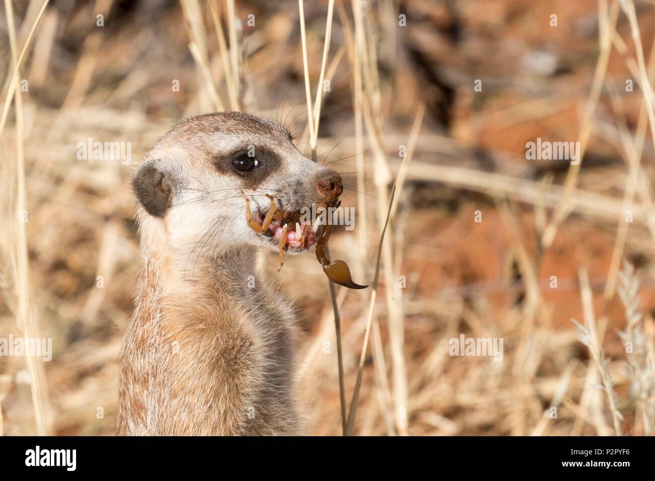 Südafrika, Kalahari Wüste, Erdmännchen oder erdmännchen (Suricata suricatta), Erwachsenen ein Skorpion Stockfoto