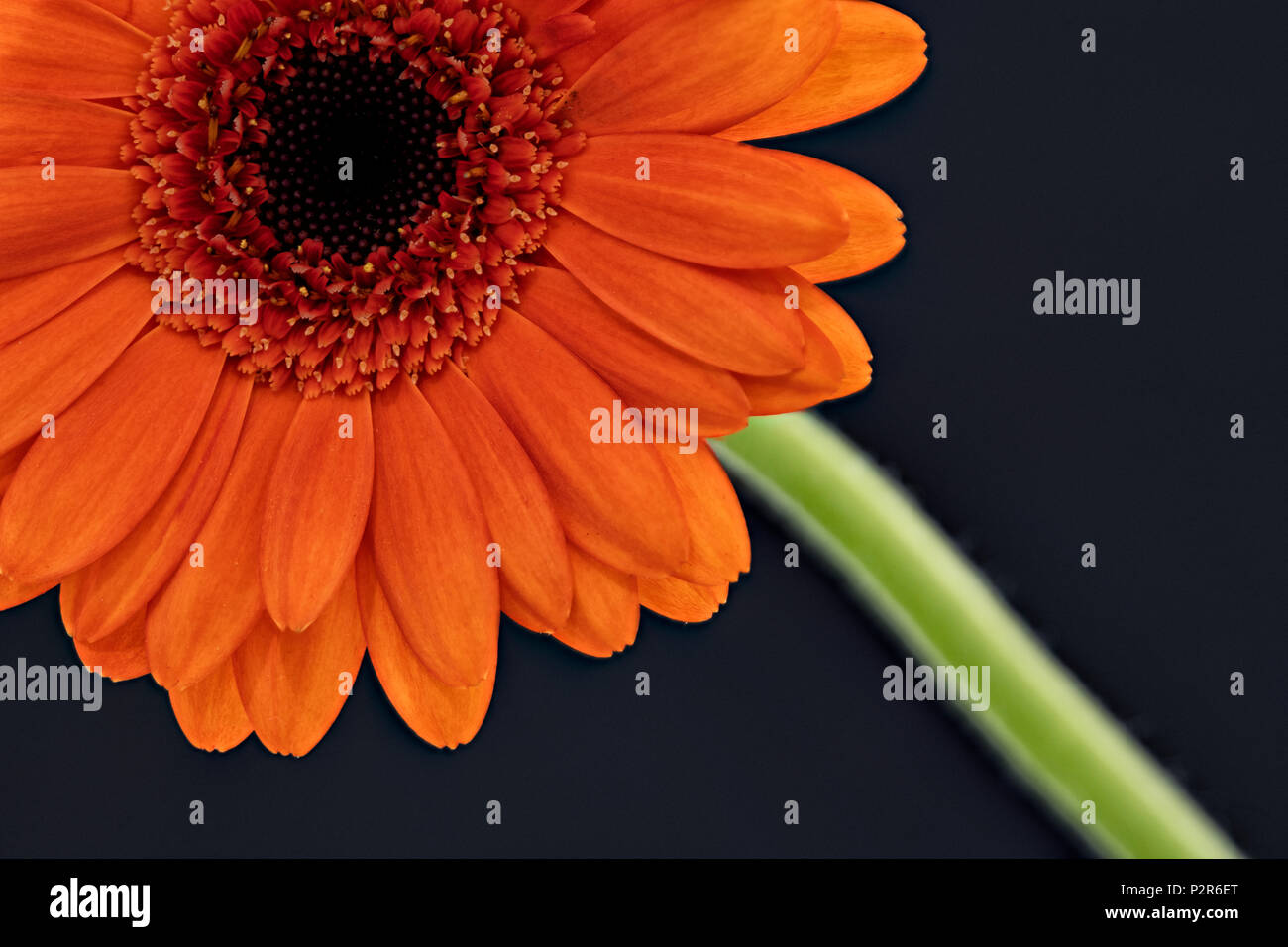 Nahaufnahme eines Orange Gerbera Blume fotografiert vor einem schwarzen Hintergrund Stockfoto