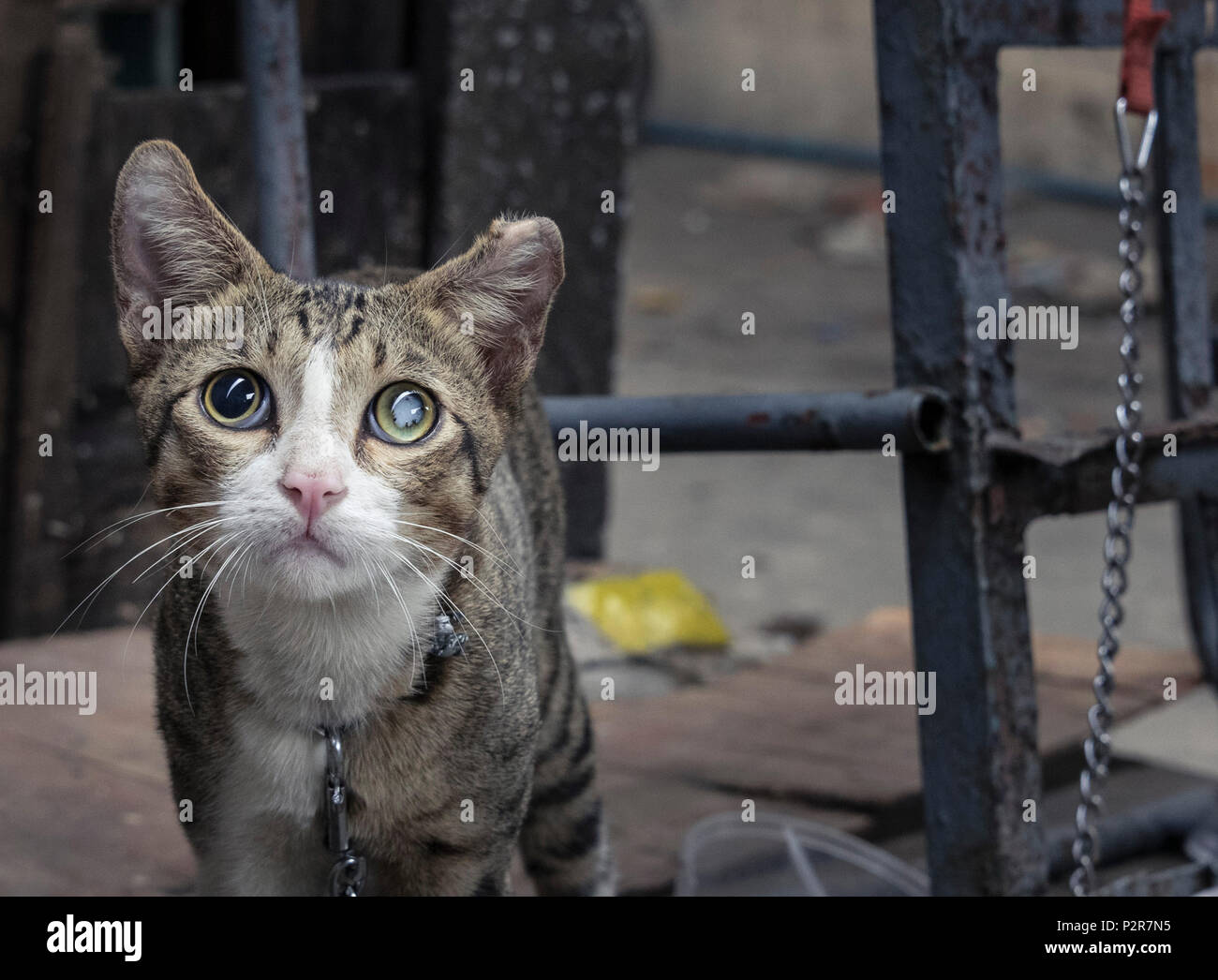 Bangkok, Bangkok, Thailand. 3. November 2017. Eine Katze ist an einer Metallstange in den Slums von Khlong Toey gebunden. Credit: Daniel Dohlus/ZUMA Draht/ZUMAPRESS.com/Alamy leben Nachrichten Stockfoto