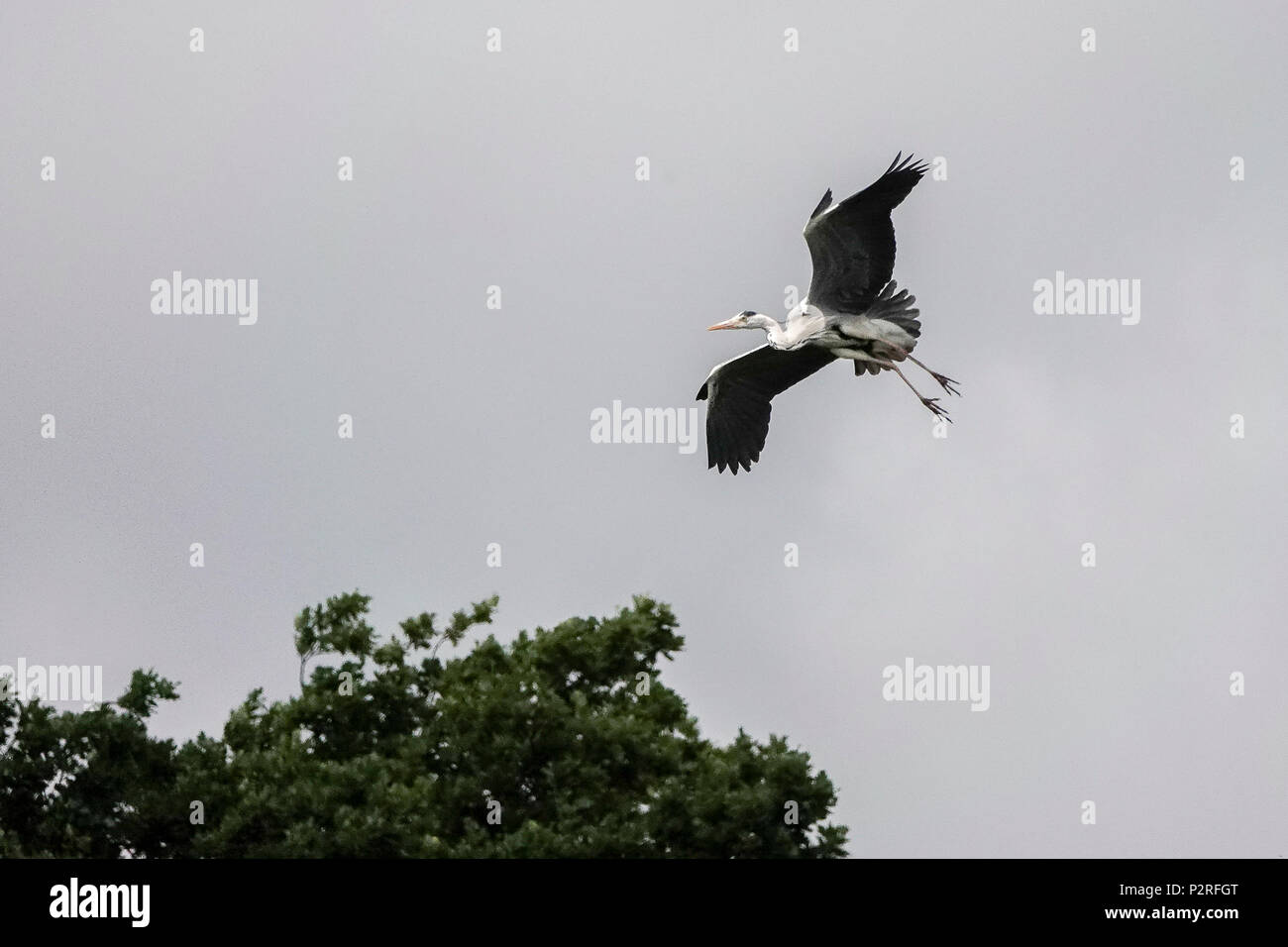 Langstone Road, Havant. 16. Juni 2018. Bewölkt und Windig heute entlang der Südküste wie ein