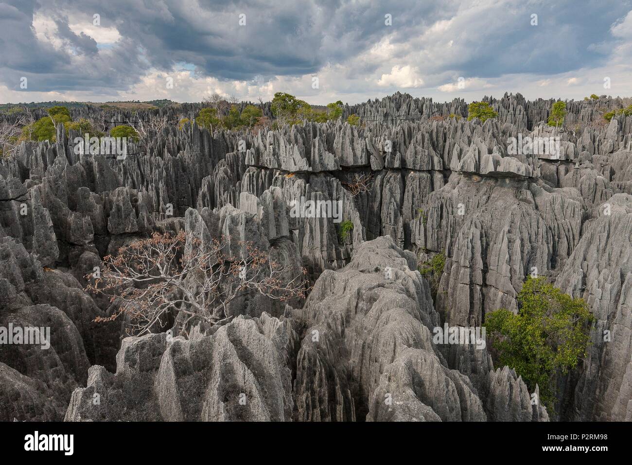 Madagaskar, Nord-West Region, strenge Naturschutzgebiet Tsingy de Bemaraha Park, von der UNESCO als Welterbe gelistet Stockfoto