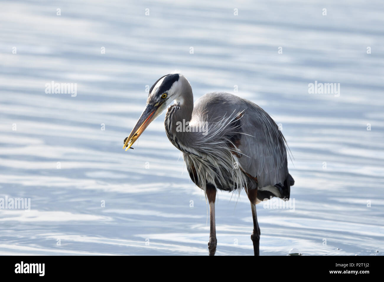 Große Blaue Reiher fressen in Esquimalt Lagune, Royal Straßen, British Columbia, Kanada Stockfoto