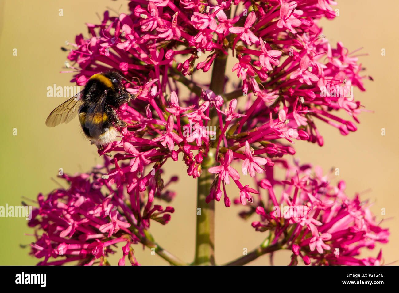 Eine Nahaufnahme einer Biene auf dem Weg um eine rote Baldrian blühen; das ist ein Englischer wildflower. Stockfoto