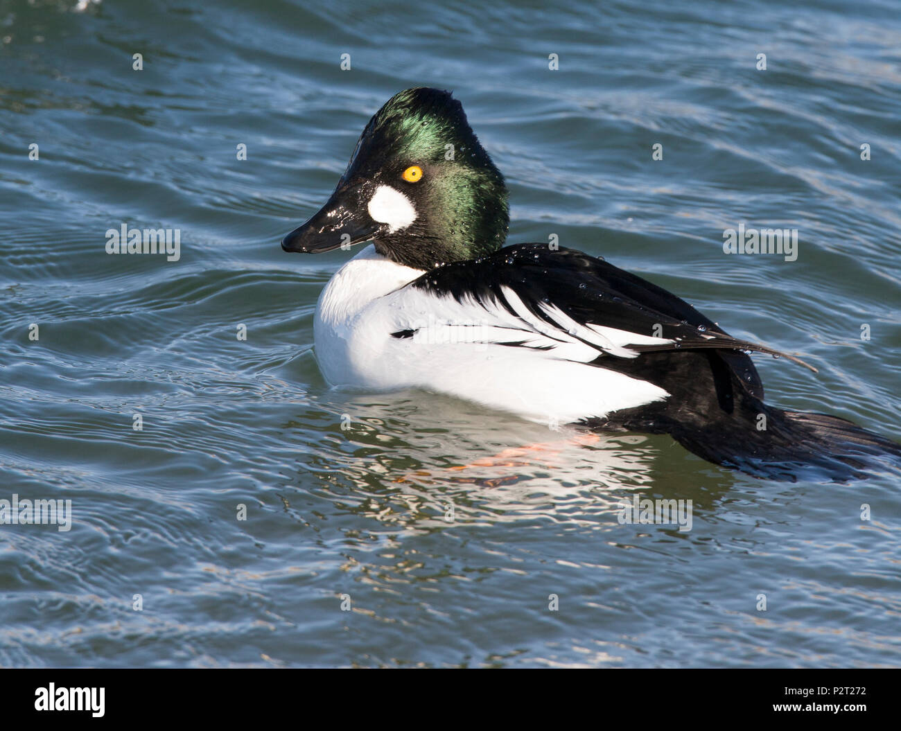Schellente (Bucephala clangula) schwimmt auf Missouri River, MT. Stockfoto