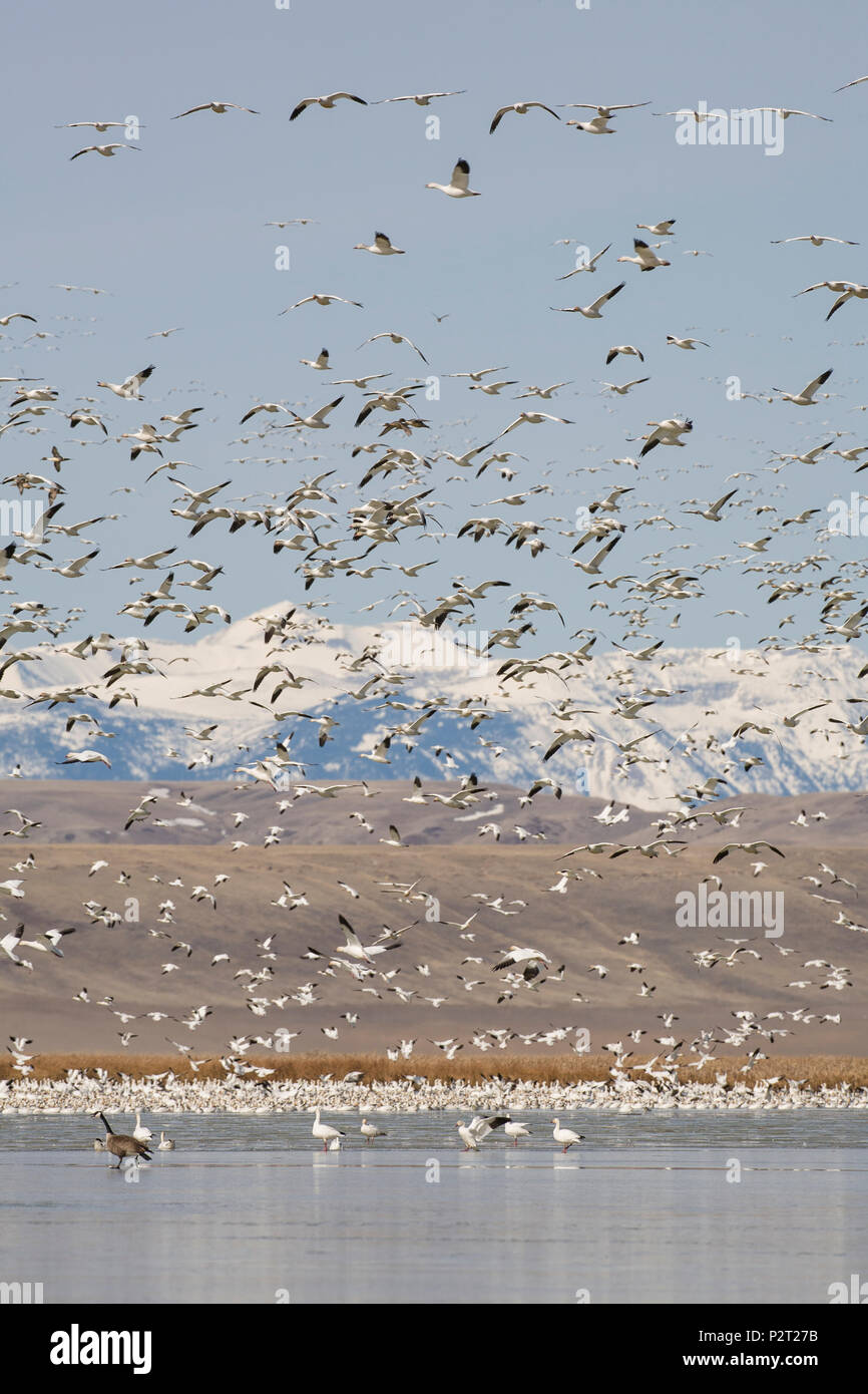 Schneebedeckten Gipfeln der Rocky Mountains über Fliegen Schnee Gänse. Migration Zwischenstopp ist in der Nähe von Gerste Felder eine wichtige Nahrungsquelle, Freezout See, MT. Stockfoto