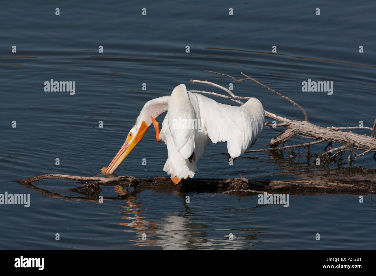 Eine American White Pelican (Pelecanus erythrorhyncos) Kratzer den Hals mit seinen Fuß auf einem Baumstamm in der Missouri River thront. Stockfoto
