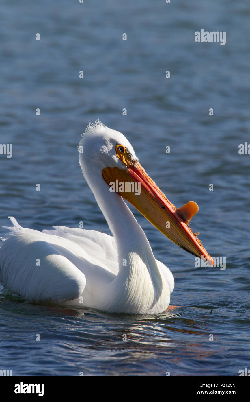 American White Pelican (Pelecanus erythrorhyncos) schwimmt. Stockfoto