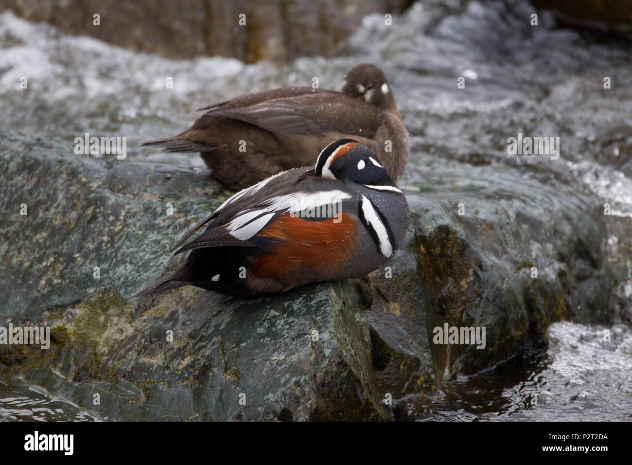 Regentropfen Perlen auf die Federn der ein paar Enten (Histrionicus histrionicus Harlequin) ruht auf einem Felsen im Gewirr Fluss, Denali Highway, AK. Stockfoto