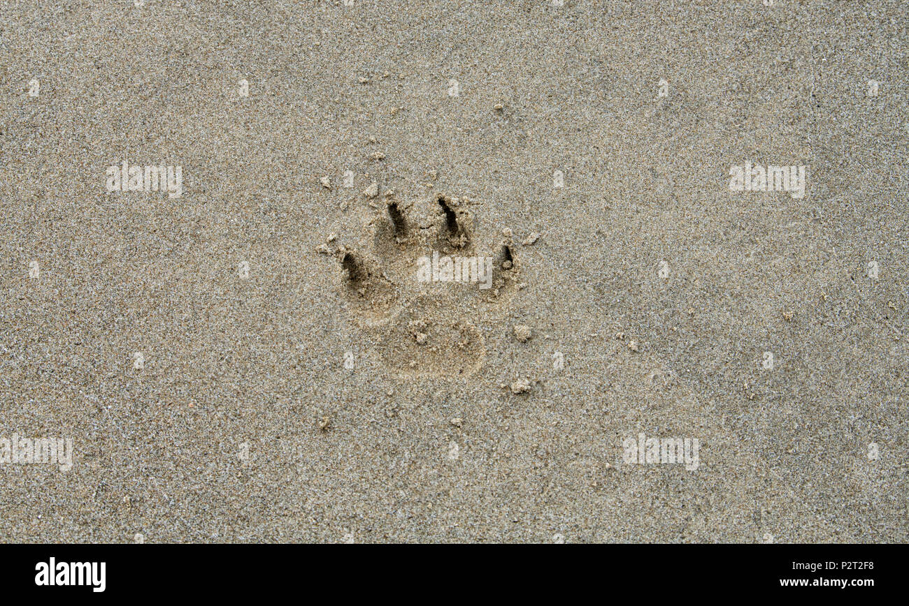 Footprint eines seltenen Bearcat im Sand von einem Strand in Kota Kinabalu, Borneo, Malaysia Stockfoto