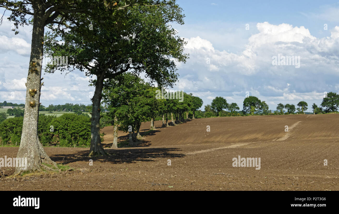 Gepflügte Feld umgeben von Eichen (Northern Mayenne, Pays de la Loire, Frankreich, Europa). Stockfoto