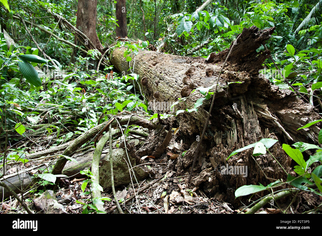 Einen umgestürzten Baum in der Amazonas Regenwald ist dem Verfall natürlich Links Stockfoto