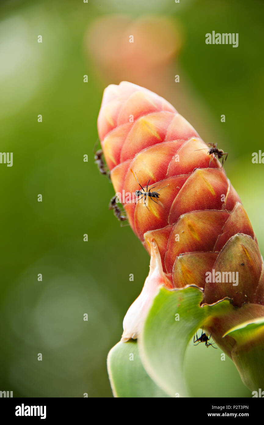 Wilden Ameisen auf einem Amazonischen bromelie Blume Stockfotografie - Alamy