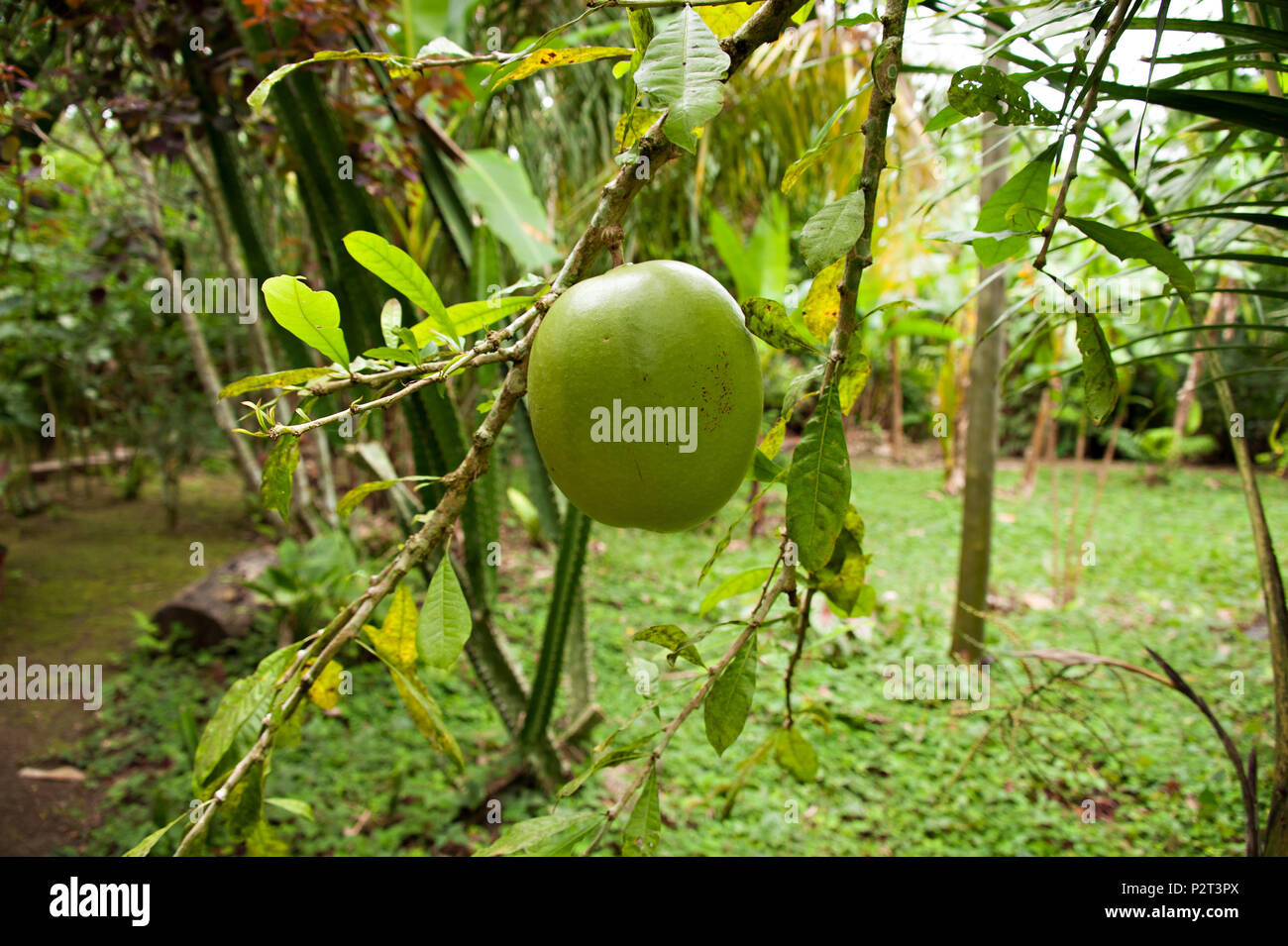 Eine mango Baum auf eine amazon Plantation im Amazonas Regenwald  Stockfotografie - Alamy