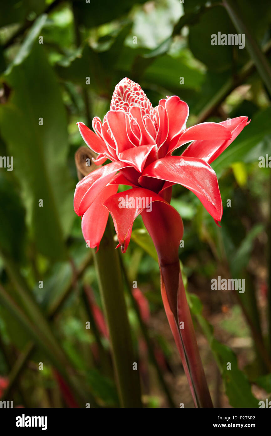 Ein amazon Plantage mit Bromelien und anderen Amazonas Blumen  Stockfotografie - Alamy