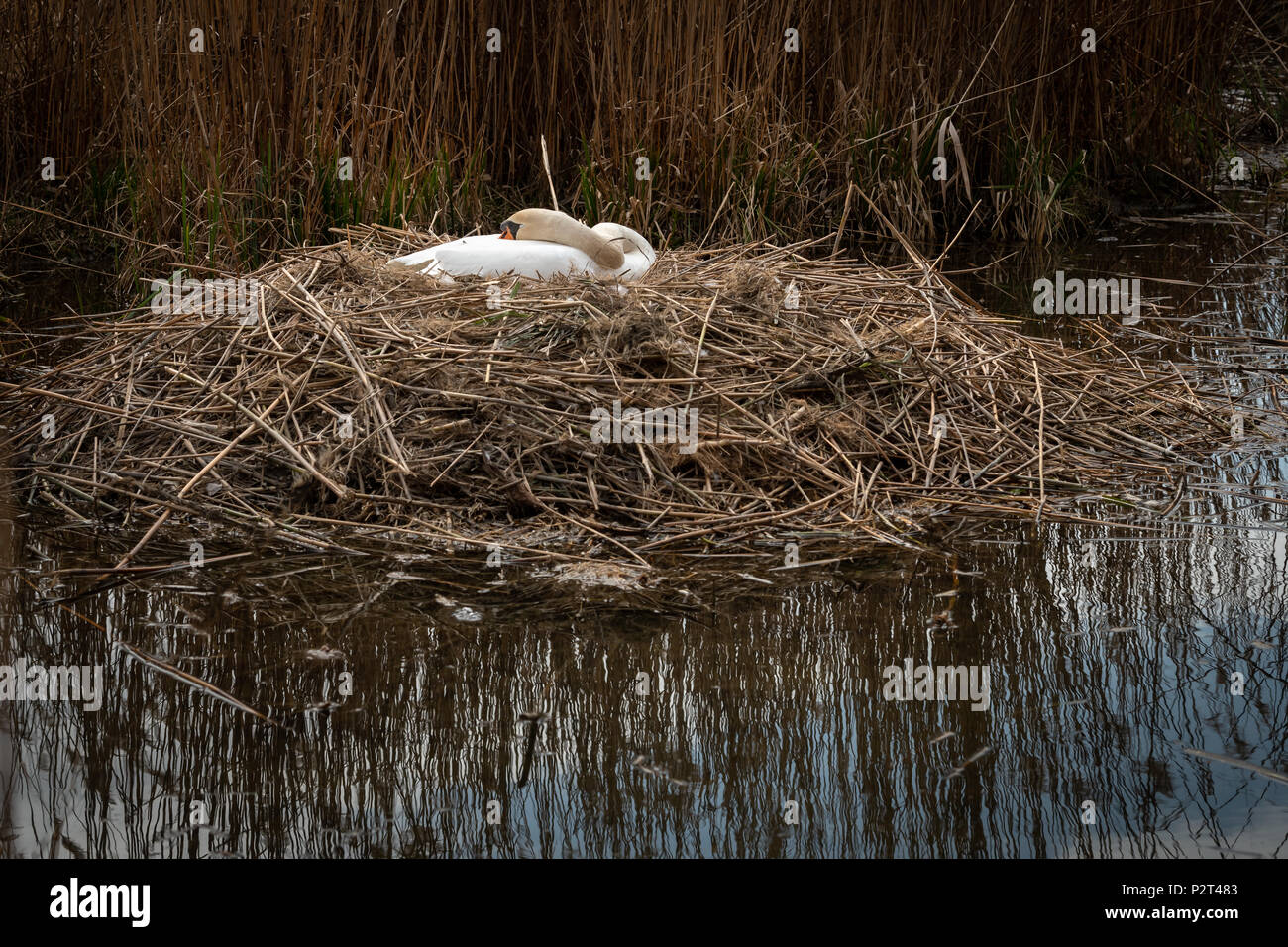 White Swan in einem Nest im Frühjahr, Wasser und Schilf Stockfoto