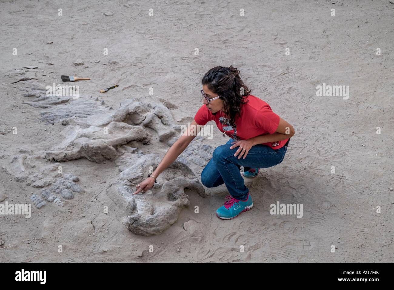 Argentinien, San Juan Provinz, Parque Ischigualasto als Weltkulturerbe von der UNESCO, Dr. William Sill Museum, archéologue, Dinosaur fossil Stockfoto