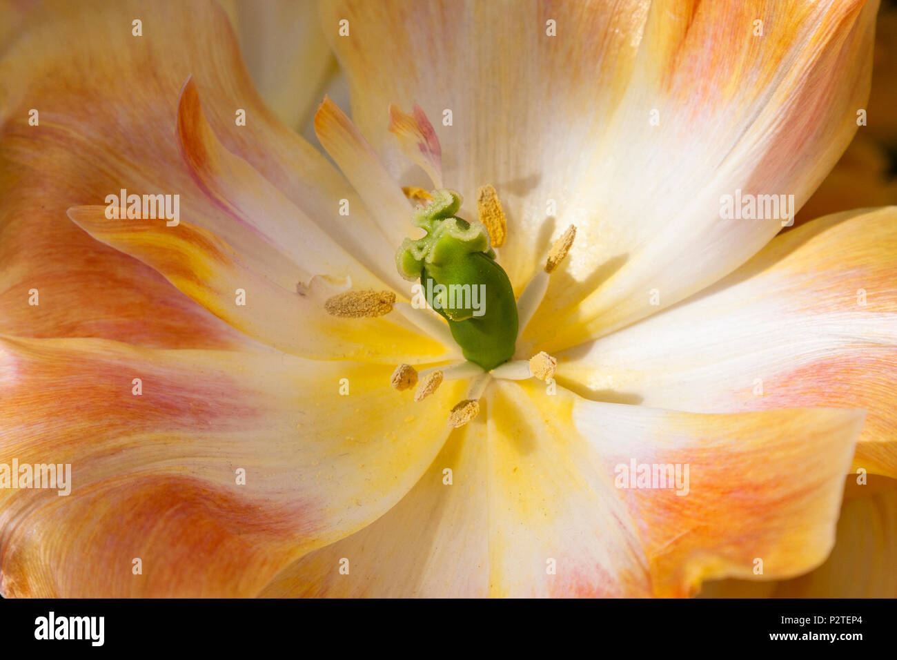 Doppel späte Tulpen, Tulipa 'bezaubernde Schönheit', an der Gartenanlage Keukenhof in Südholland, Niederlande. Stockfoto