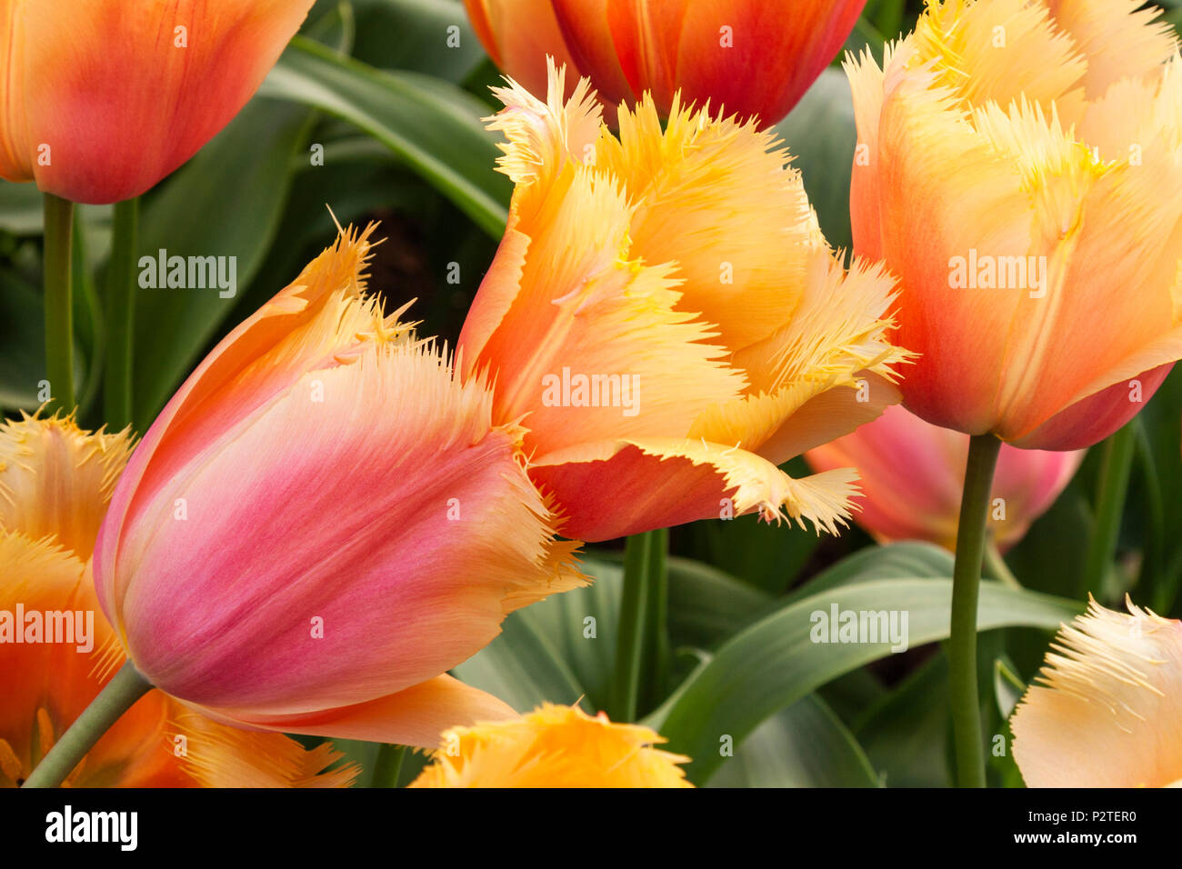Gefranste Tulpen, Tulipa gesäumten 'LAMBADA', im Keukenhof Gärten im Süden von Holland in den Niederlanden. Stockfoto