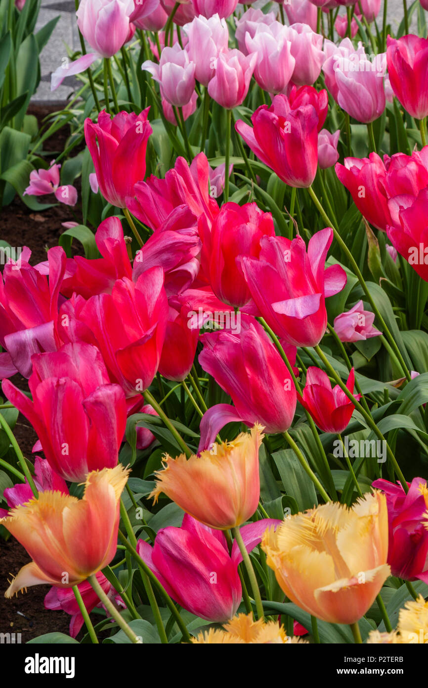 Triumph Tulpen, Tulipa 'Moulin Rouge', mit Fransen Tulpe 'LAMBADA', bei Kuekenhof Gärten. Stockfoto