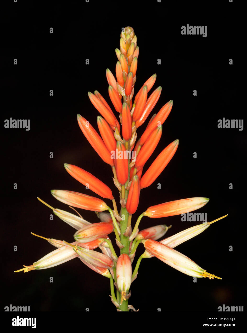Atemberaubende Aussicht auf hohen Spike von lebendigen Rot/Orange und cremefarbenen Blüten von Dürreresistente sukkulente Pflanze Aloe "Venus" auf schwarzem Hintergrund Stockfoto