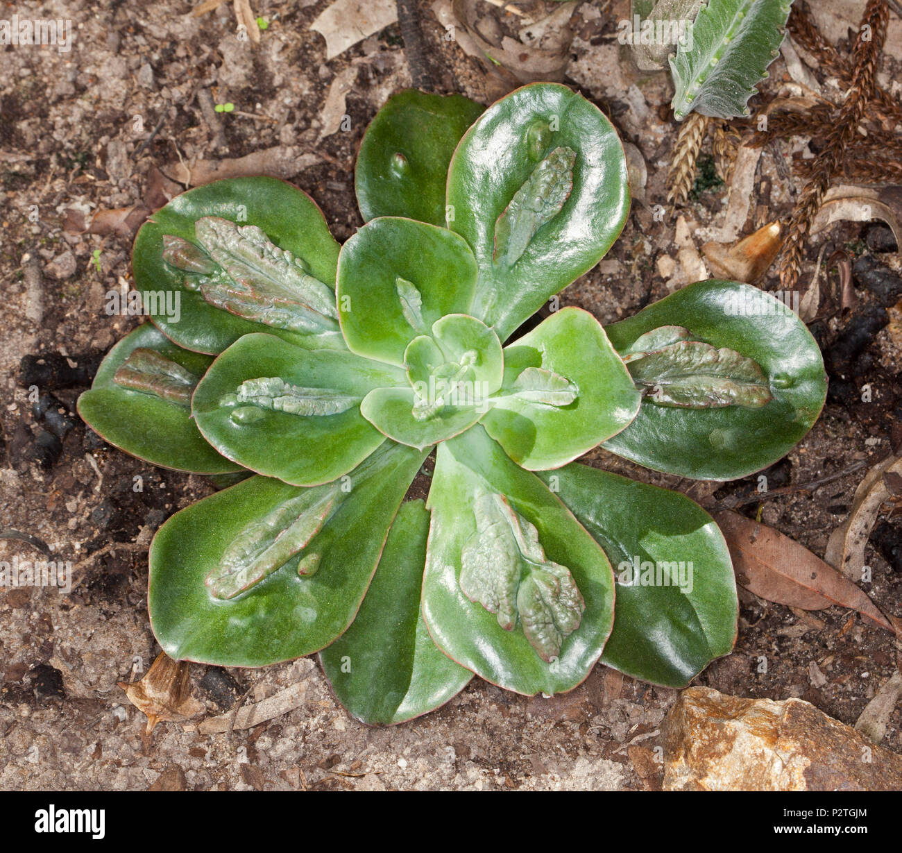 Dekorative dürreresistente sukkulente Pflanze Echeveria' Baron Bold' mit glänzender grüne Blätter mit Fase in symmetrische Rosette Stockfoto