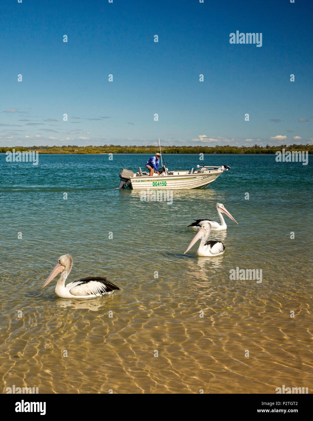 Mann angeln vom Schlauchboot mit pelikane neben dem Boot auf ruhige, blaue Wasser in der Nähe von Küsten Strand unter blauem Himmel in Queensland, Australien Stockfoto