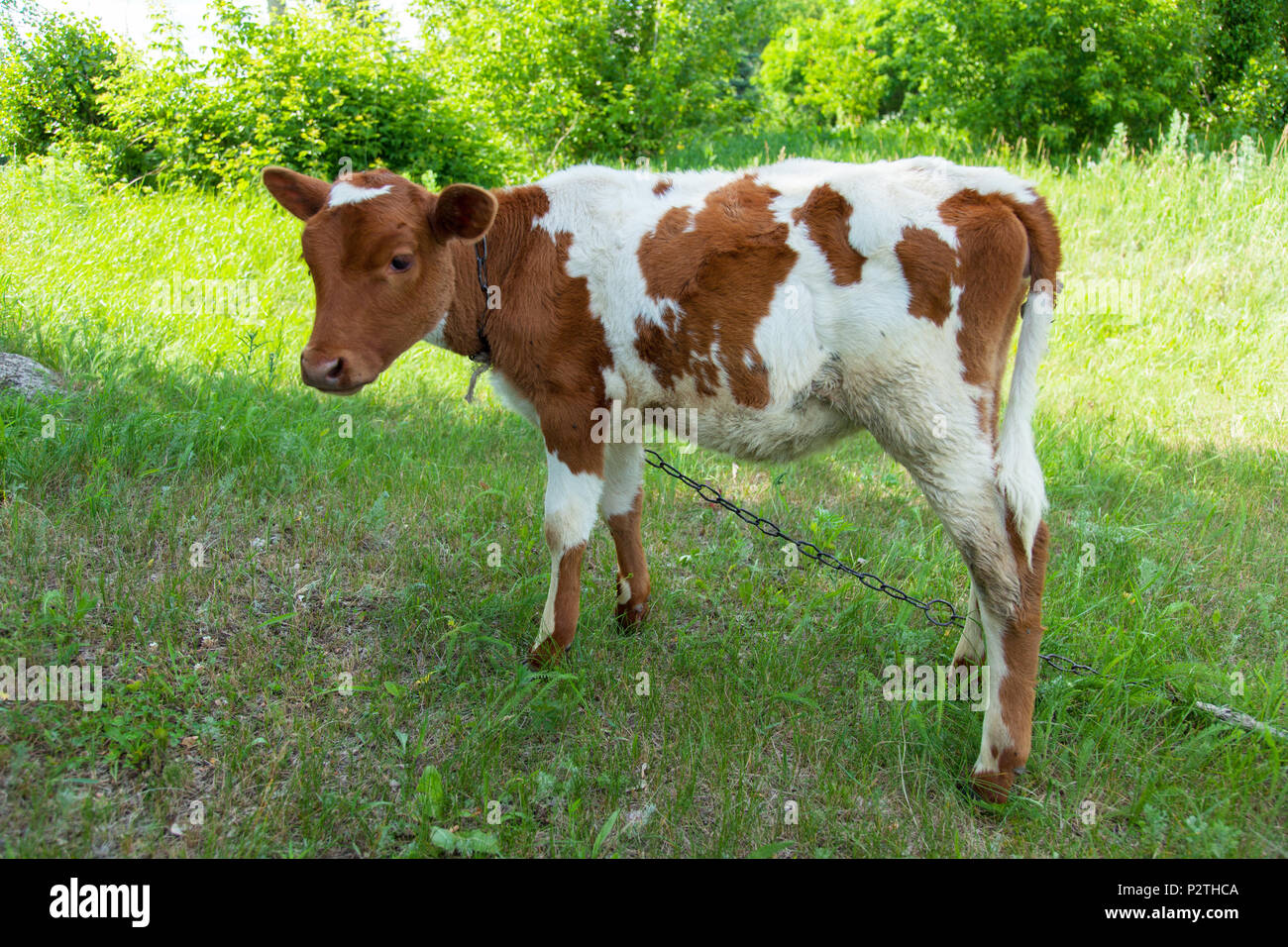Eine junge Kuh in einer natürlichen Umgebung auf eine Kette ist die Beweidung auf grünem Gras auf einem hellen, sonnigen Tag gebunden Stockfoto