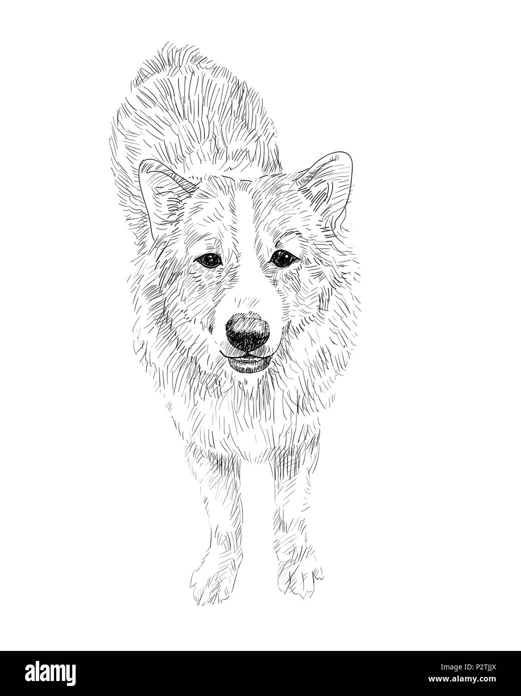 Zeichnung der Thai Bangkaew dog auf weißem Hintergrund, Vector Illustration Stock Vektor