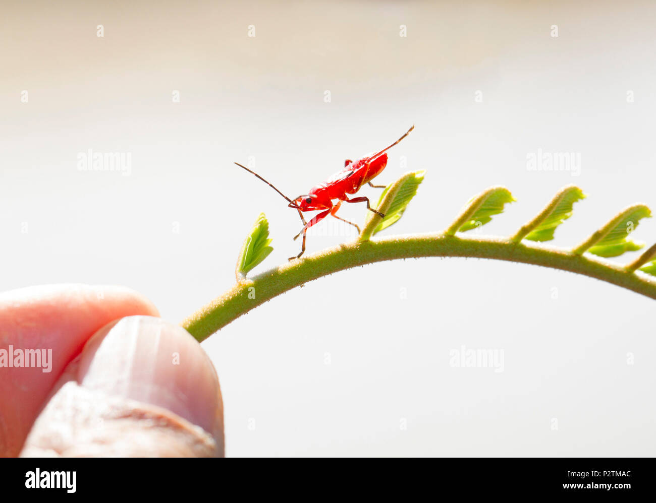 Rote junge firebug auf kleine grüne Schießen Stockfoto