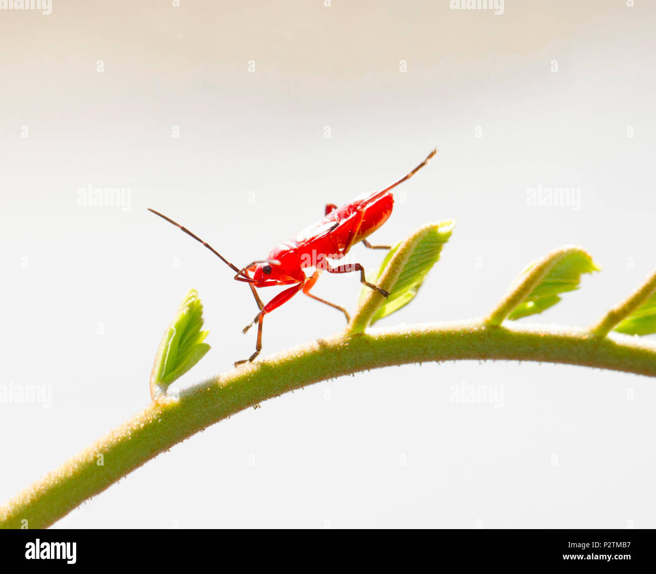 Rote junge firebug auf kleine grüne Schießen Stockfoto