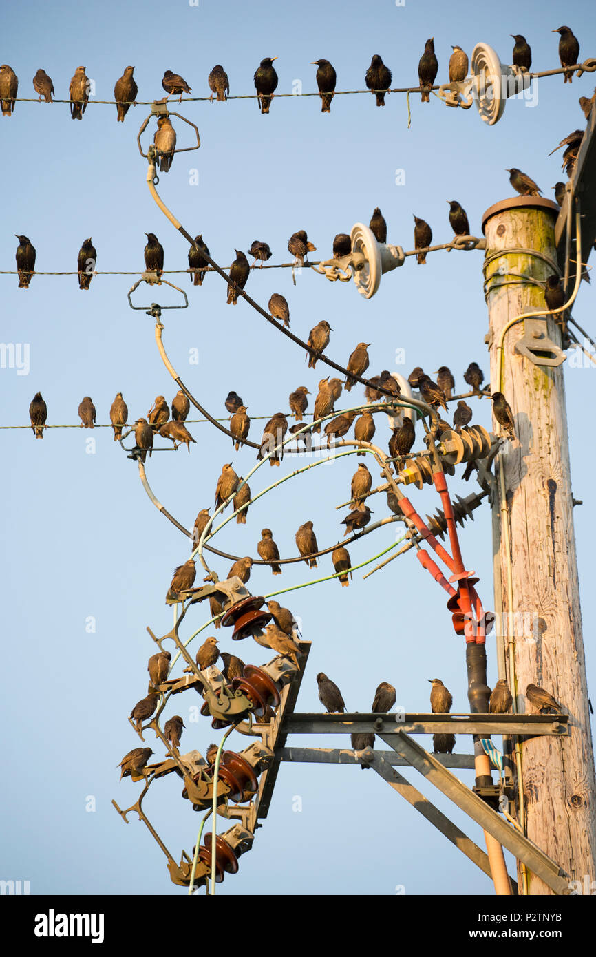 Erwachsenen und Jugendlichen Stare, Sturnus vulgaris, über telegrafenleitungen am Abend bevor wir zu Roost. Die Erwachsenen sind in der Farbe dunkel Stockfoto