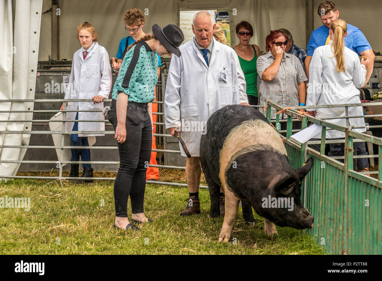 Teilnehmer und Richter mit Schweinen an der Königlichen Cheshire zeigen Tabley Showground Cheshire UK Stockfoto