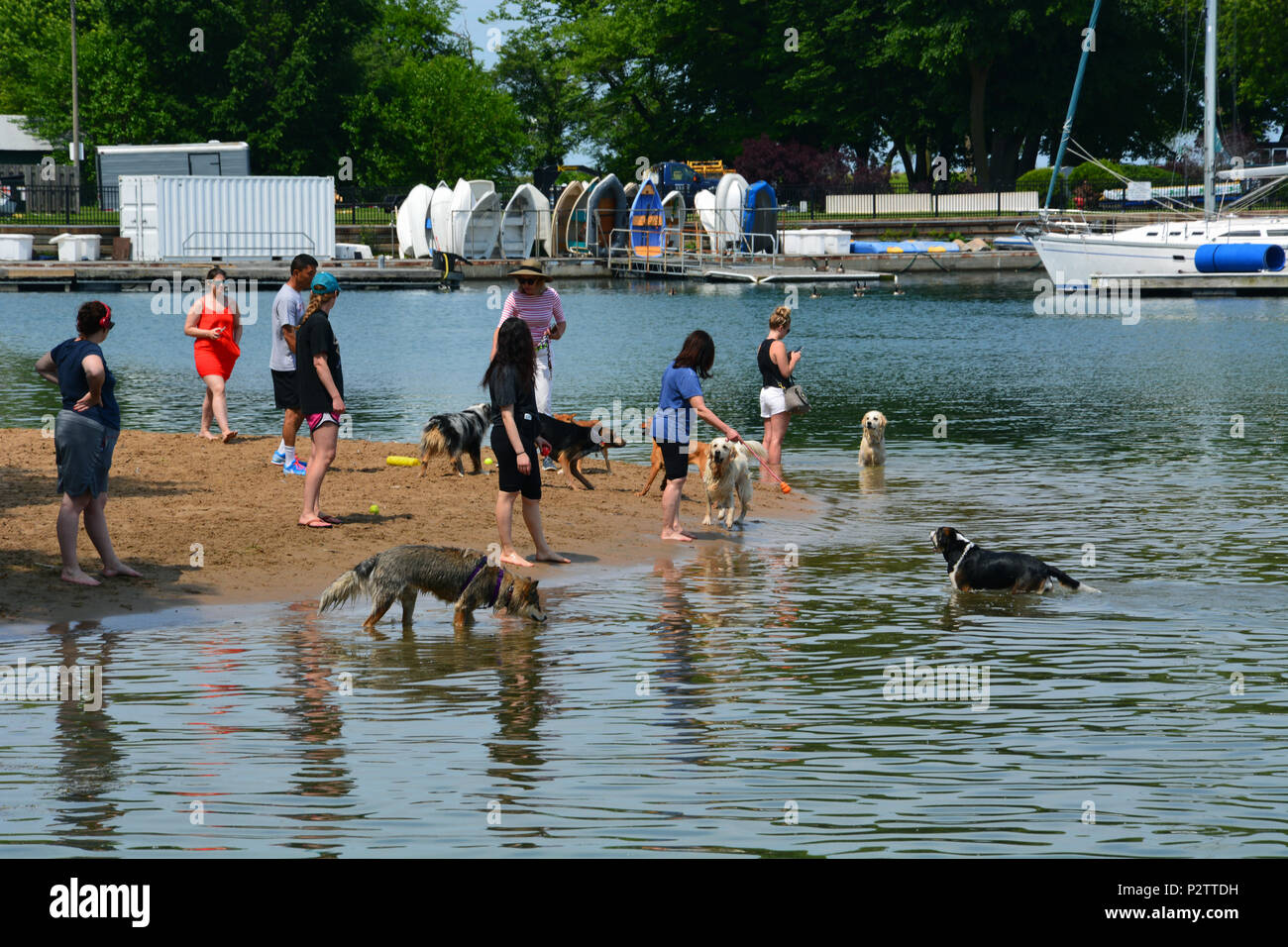 Chicagoans bieten etwas Entlastung für ihre Haustiere an einem heißen Sommertag im Belmont Hafen Hund Strand. Stockfoto