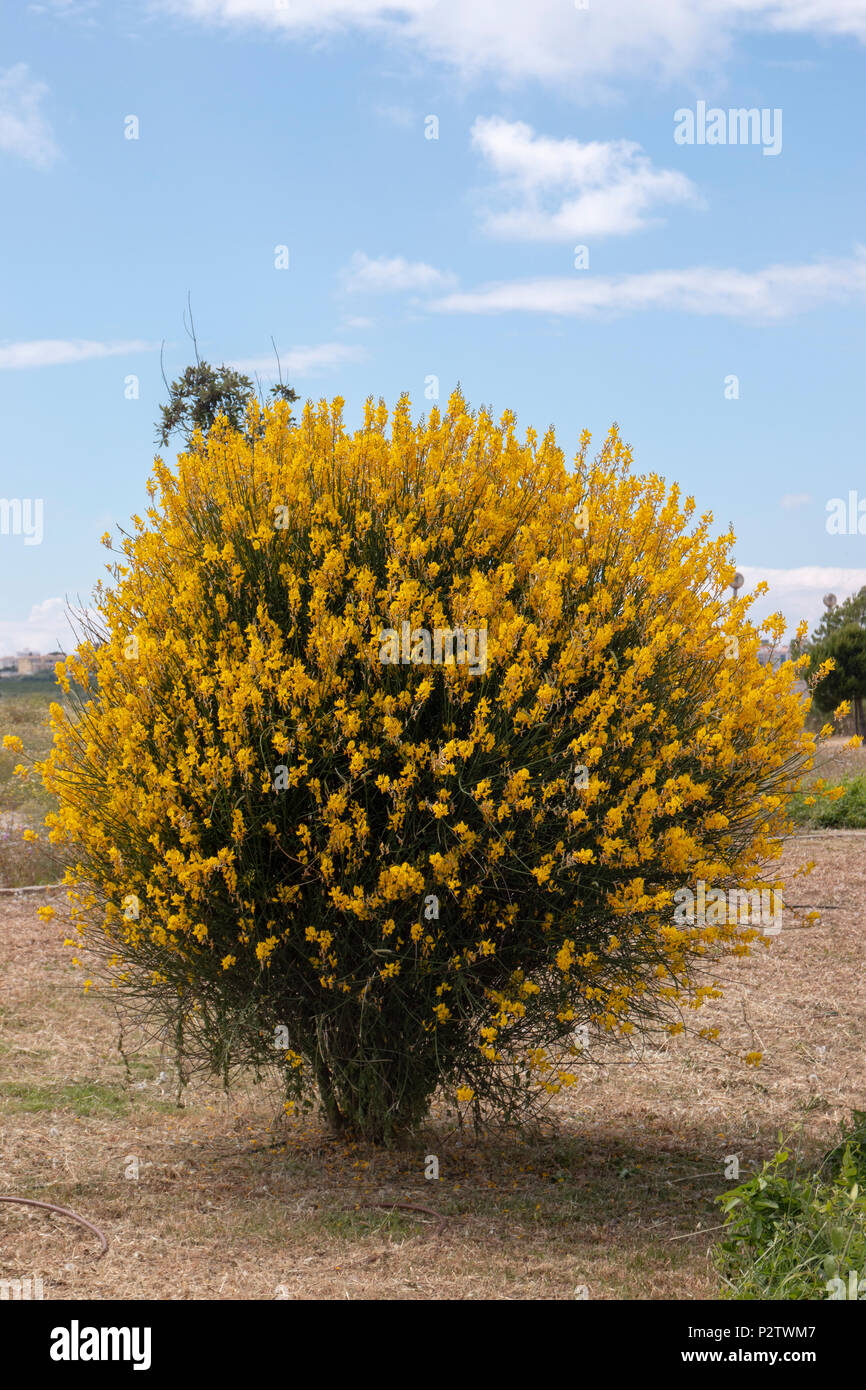 Nahaufnahme der Besen des Webers (Spartium junceum) Blüte. Stockfoto