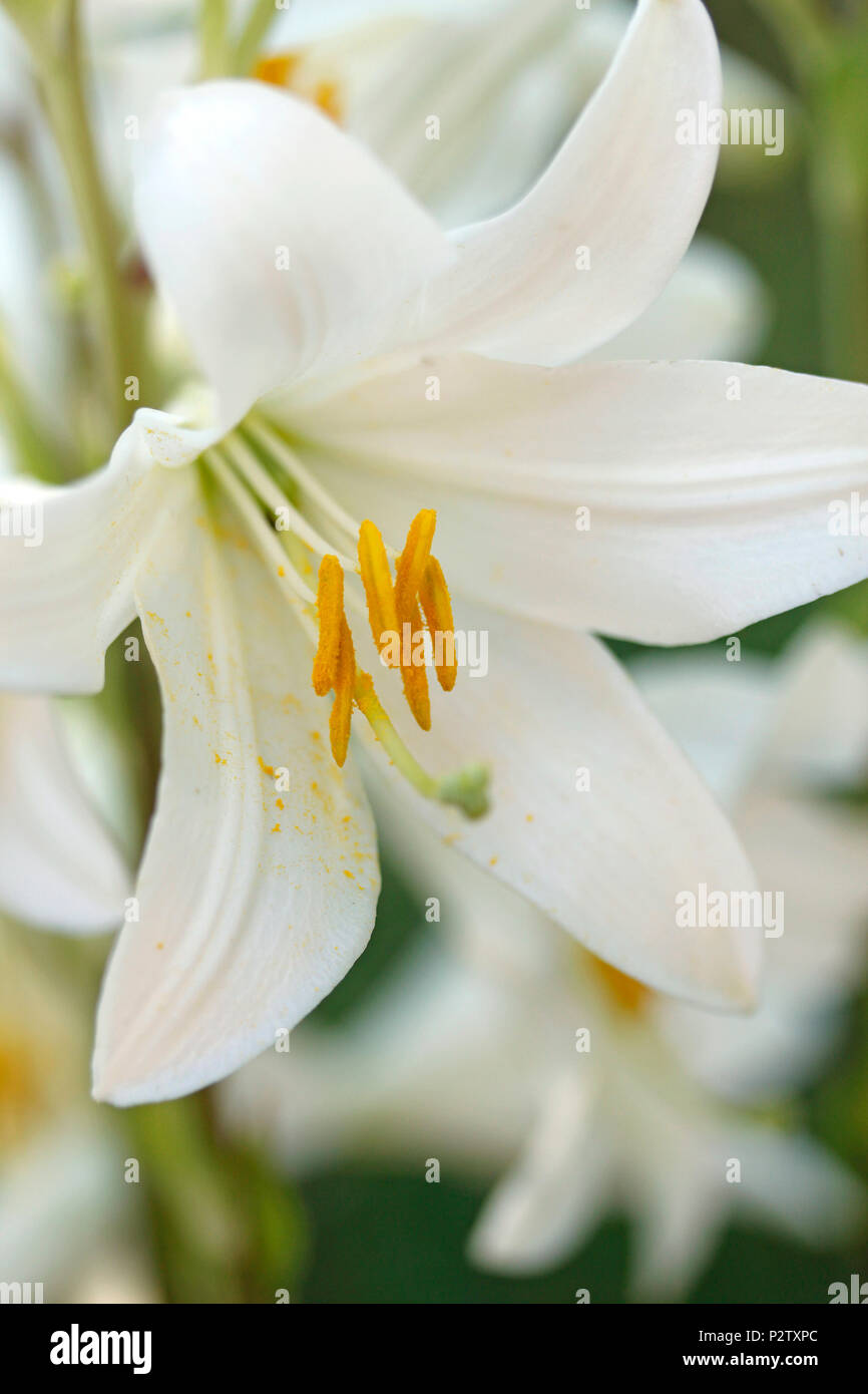 Madonnenlilie. Lilium Candidum. Stockfoto