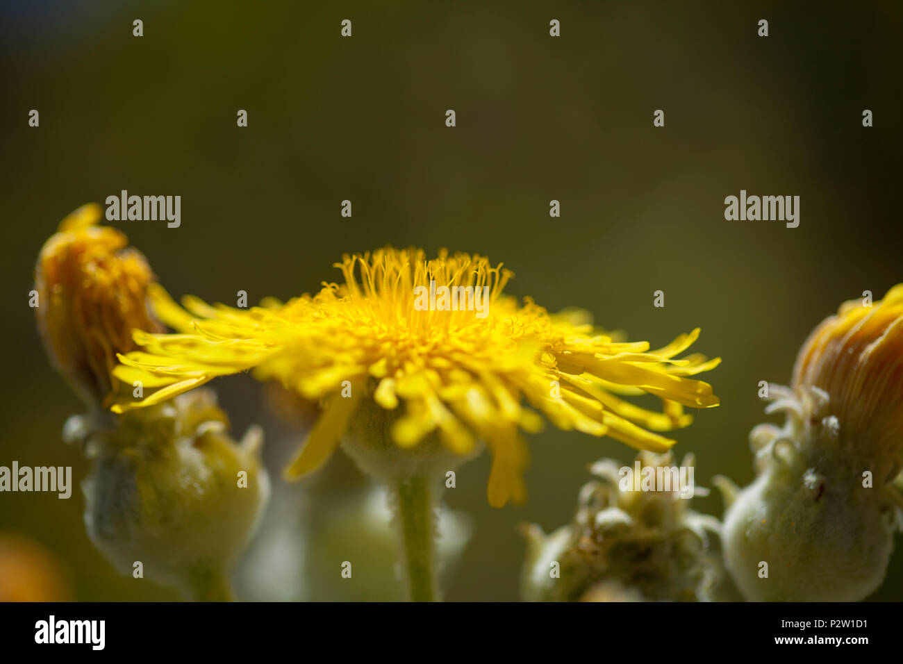 Flora von Gran Canaria - Sonchus acaulis, endemisch auf zentrale Kanarischen Inseln Teneriffa und Gran Canaria Stockfoto