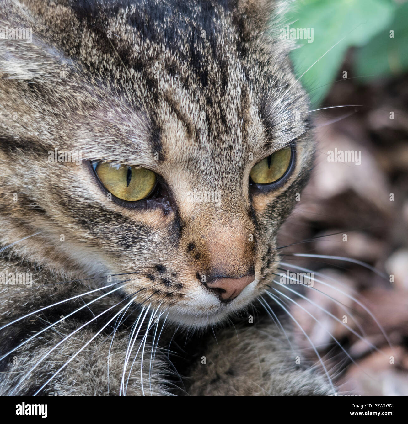 Tabby Katze, Bengalkatze, Kopf, Kopf und Schultern, draußen im Garten, Stockfoto