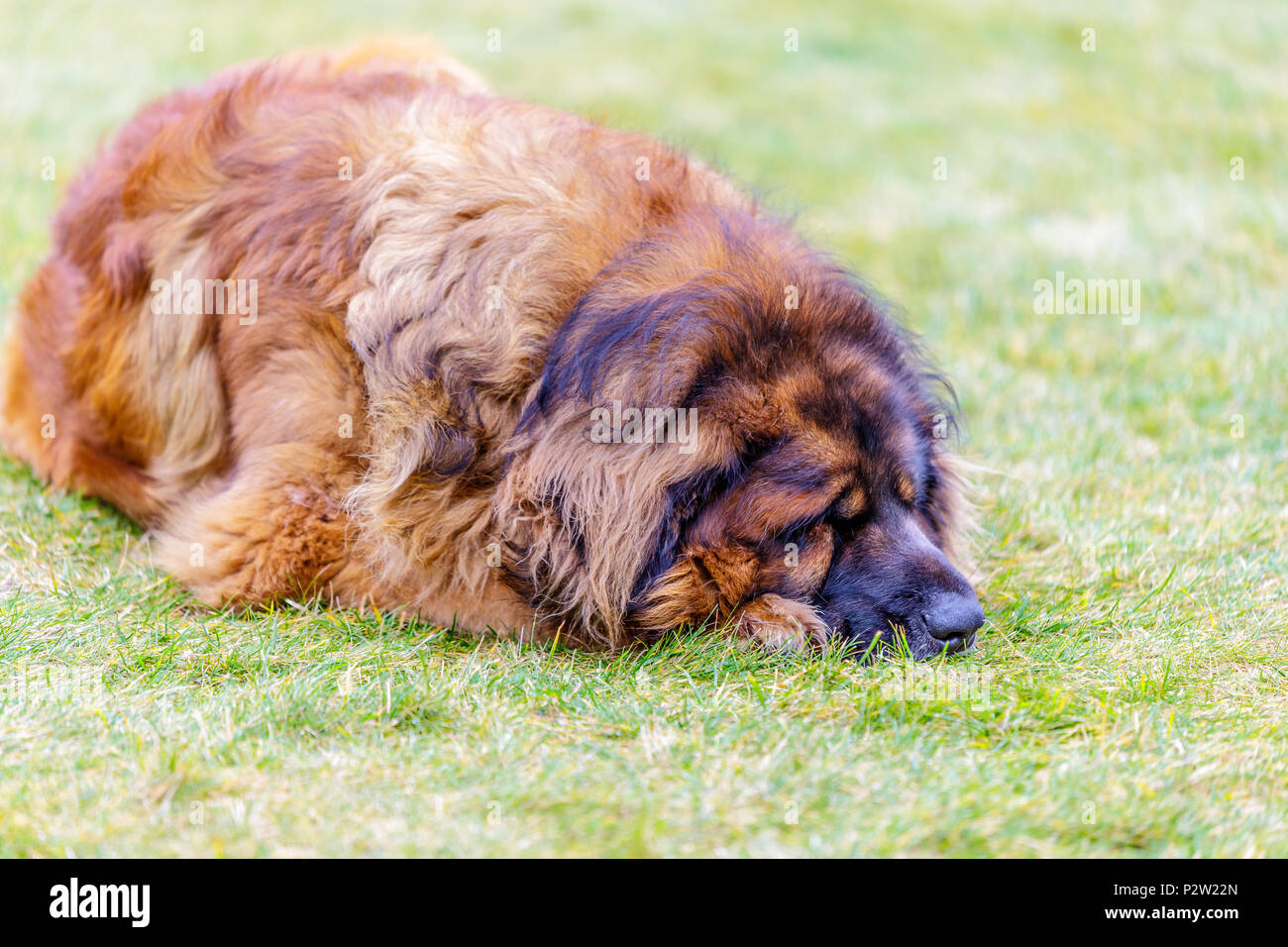 Leonberger Hund im Garten im grünen Gras liegend. Bis zu schließen. Stockfoto