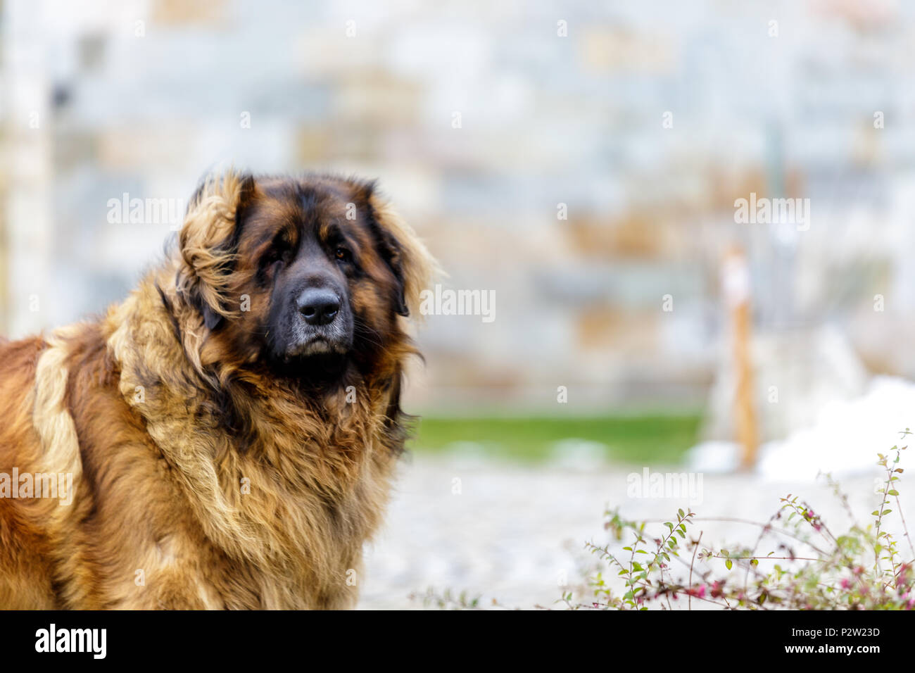 Leonberger Hund suchen in die Kamera. Bis zu schließen. Stockfoto