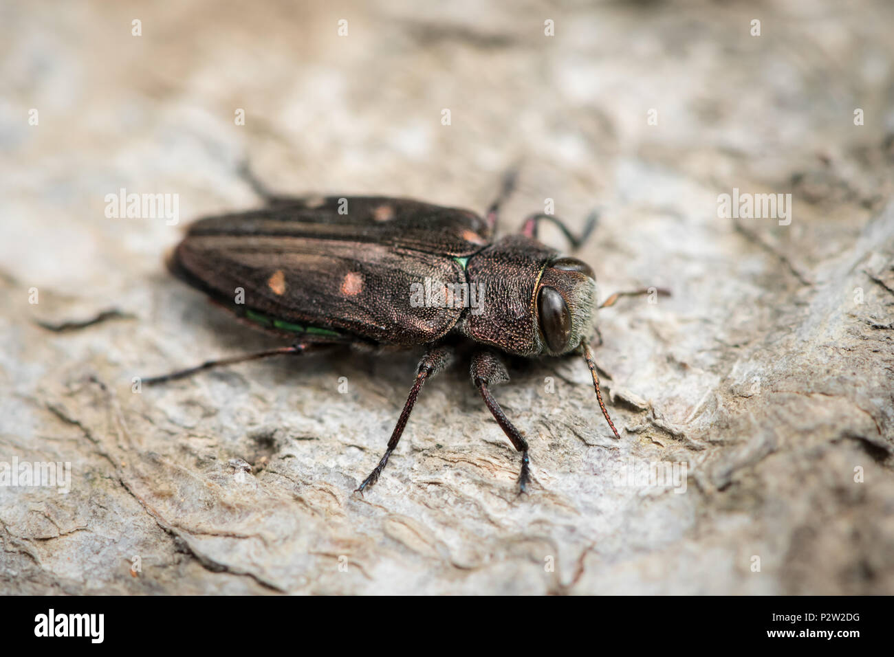 Eine kleine metallische Holz - langweilige Käfer (Chrysobothris affinis, Familie Buprestidae) sitzt auf einer Buche Stockfoto